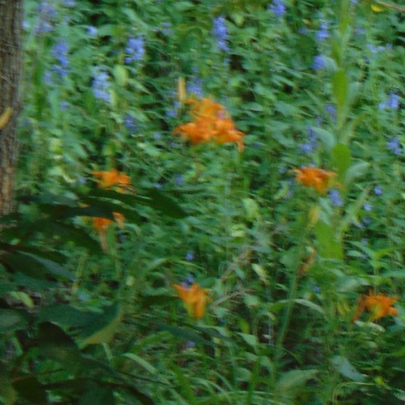 30 Freshly dug when ordered,  Heirloom day lilly plants..30 bulbs. - Picture 8 of 8